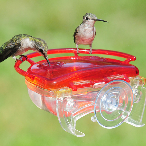 Gem Hummingbird Feeder