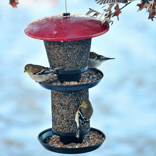 Multi-Tiered Mixed Feeder