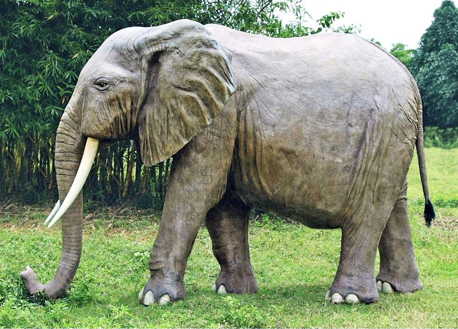 The Enormous African Elephant
