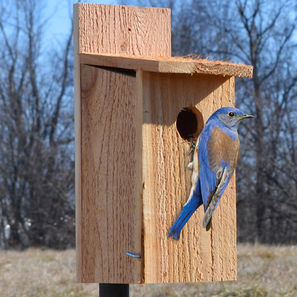 BlueBird Cedar