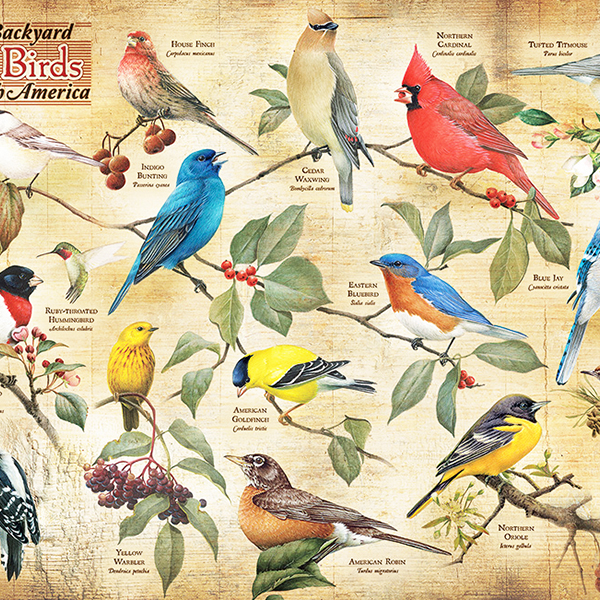 Popular North American Birds 1000 PC Puzzle